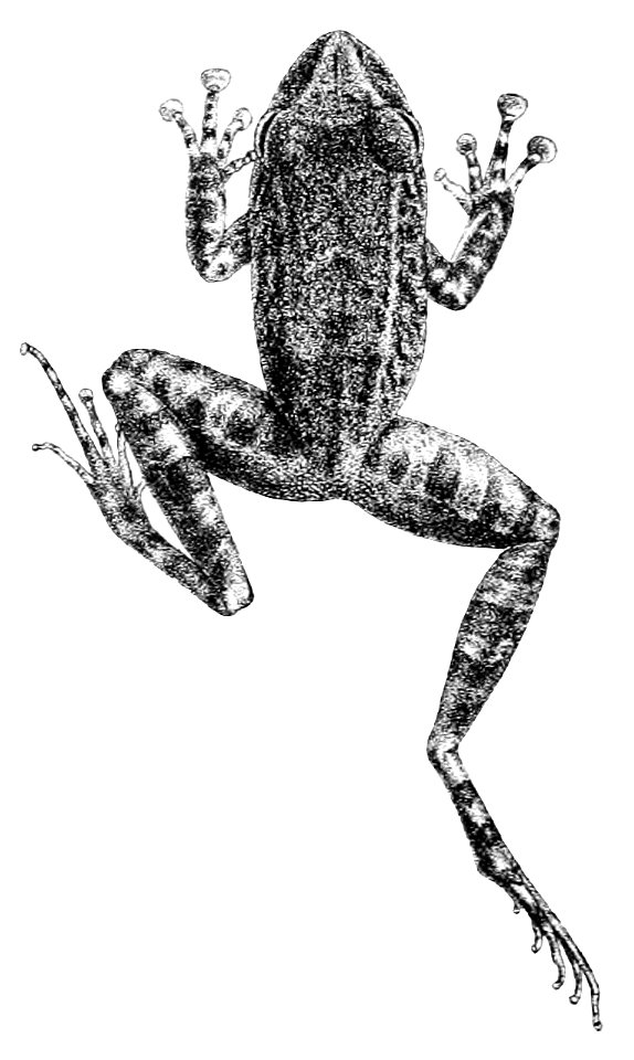 Platymantis guentheri