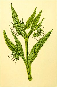 Plantenschat1898 58 24 Smeerwortel.—Symphitum officinalis
