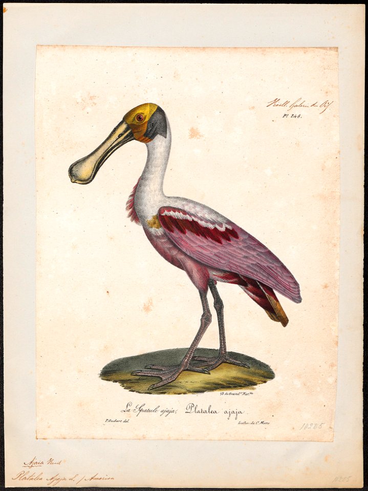Platalea ajaja - 1825-1834 - Print - Iconographia Zoologica - Special Collections University of Amsterdam - UBA01 IZ17600093