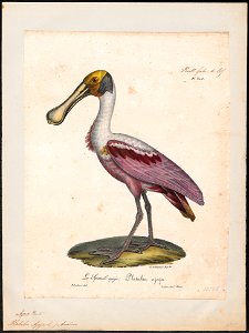 Platalea ajaja - 1825-1834 - Print - Iconographia Zoologica - Special Collections University of Amsterdam - UBA01 IZ17600093