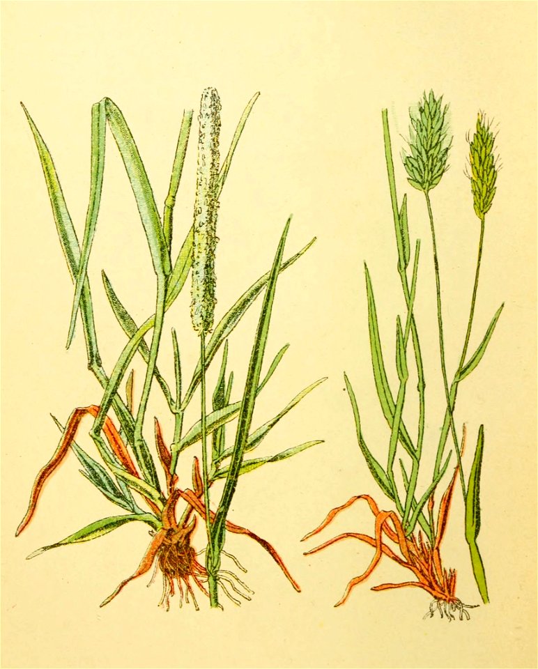 Plantenschat1898 74 32 Phleum pratense. Anthoxanthum odoratum