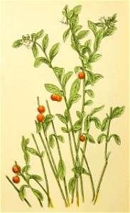 Plantenschat1898 90 40 Roode boschbes.—Vaccinium vitis idaea