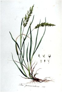Poa procumbens — Flora Batava — Volume v5