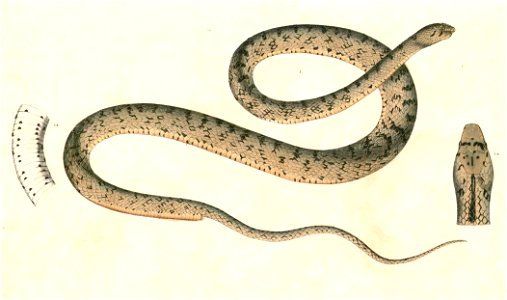 Platyceps ventromaculatus Hardwicke