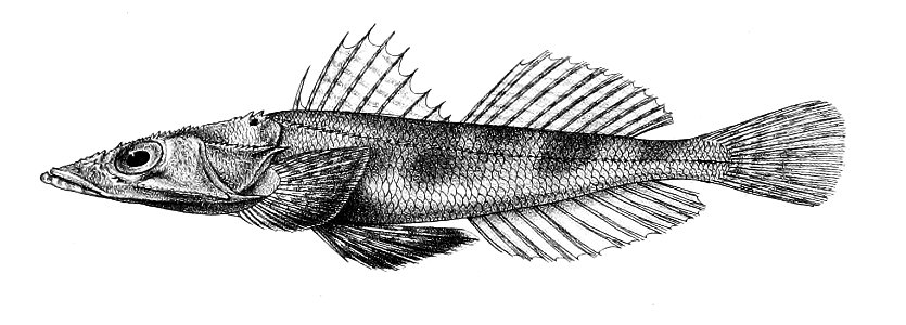 Platycephalus tuberculatus Ford 60