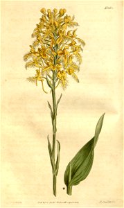 Platanthera ciliaris (as Habenaria ciliaris) - Curtis' 40 pl. 1668 (1814). Free illustration for personal and commercial use.