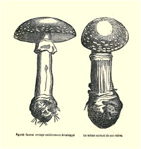 Plantes usuelles-Ysabeau-1878-agaric fausse oronge