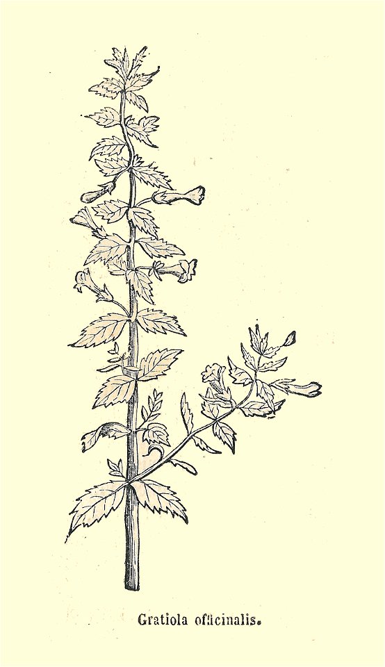 Plantes usuelles-Ysabeau-1878-Gratiole
