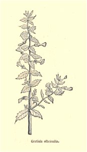Plantes usuelles-Ysabeau-1878-Gratiole