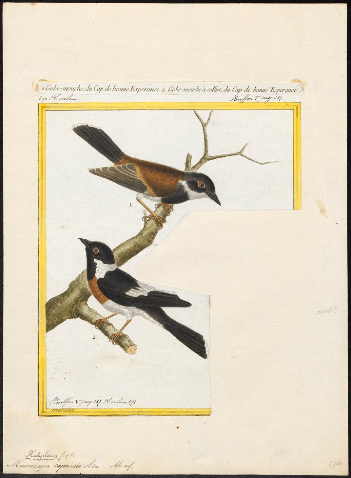 Platysteira capensis - 1700-1880 - Print - Iconographia Zoologica - Special Collections University of Amsterdam - UBA01 IZ16500105