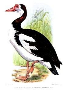 PlectropterusGambensisDavies