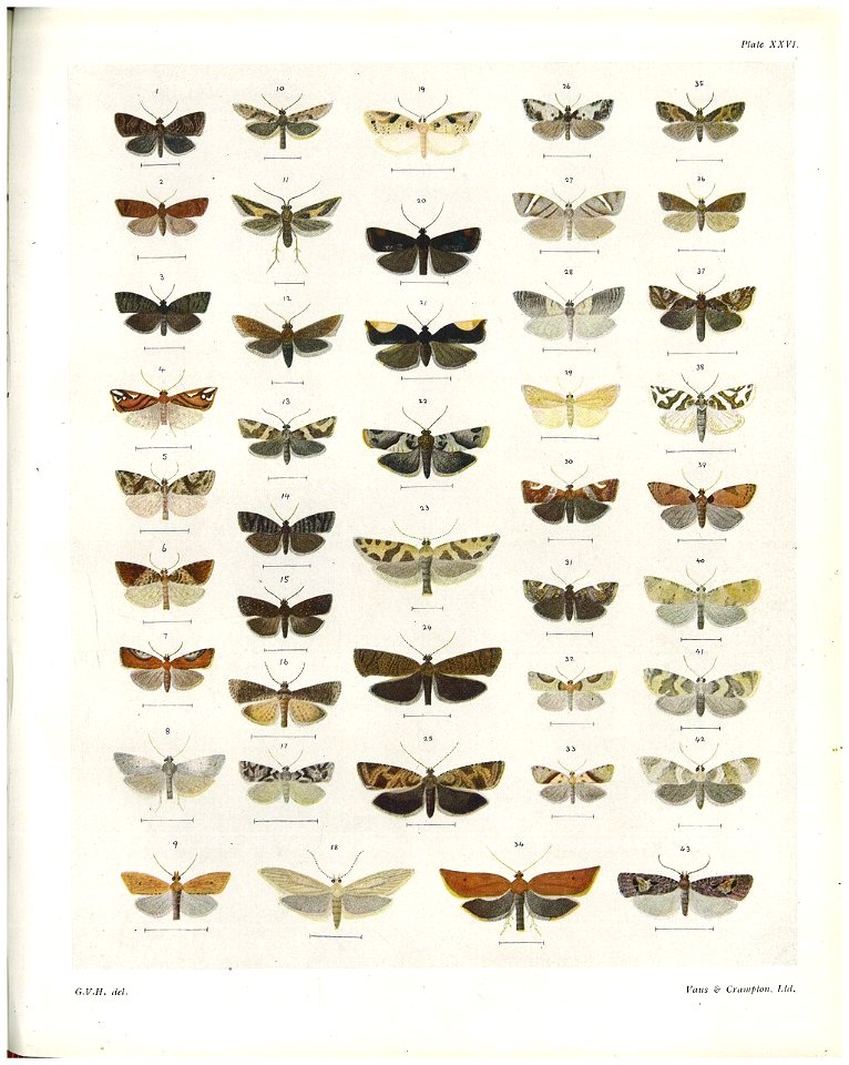 Plate XXVI The butterflies & moths of New Zealand