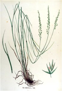 Poa nemoralis — Flora Batava — Volume v15