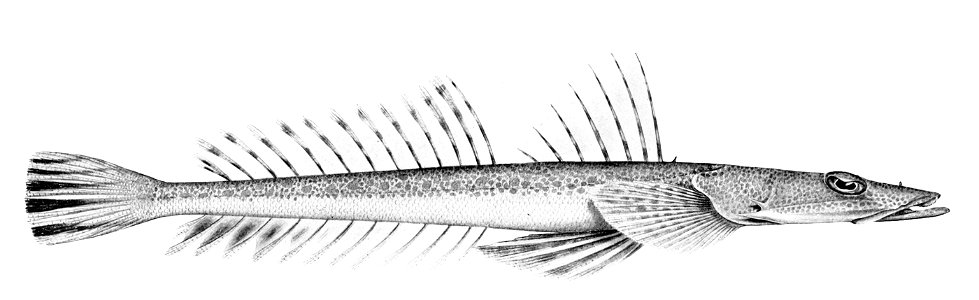 Platycephalus arenarius