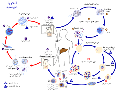 Plasmodium life cycle CDC-ar
