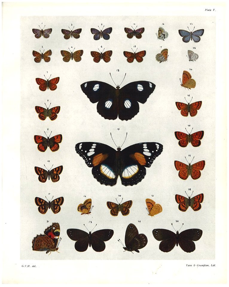 Plate V The butterflies & moths of NZ