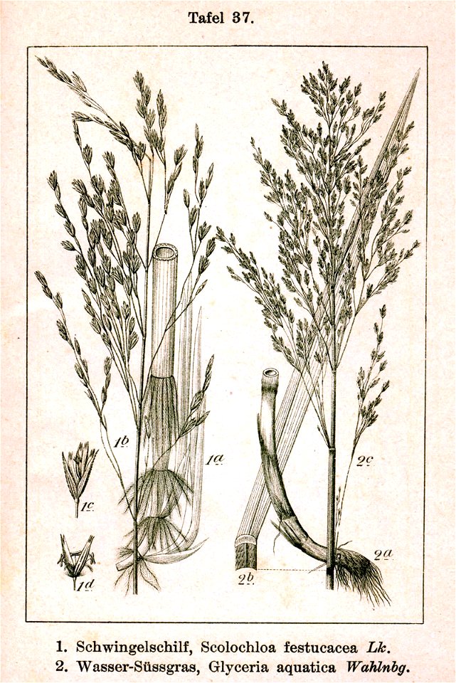 Poaceae spp Sturm37