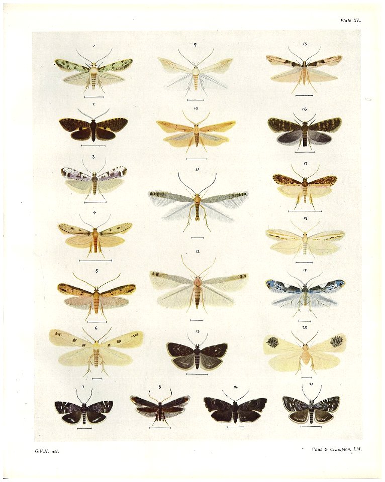 Plate XL The butterflies & moths of New Zealand