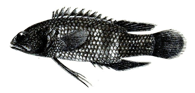 Plesiops nigricans Ford 31