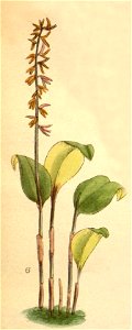 Pleurothallis grandis Tab. 8853 - cropped