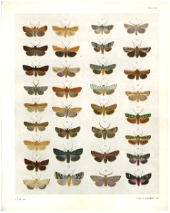 Plate VII The butterflies & moths of NZ