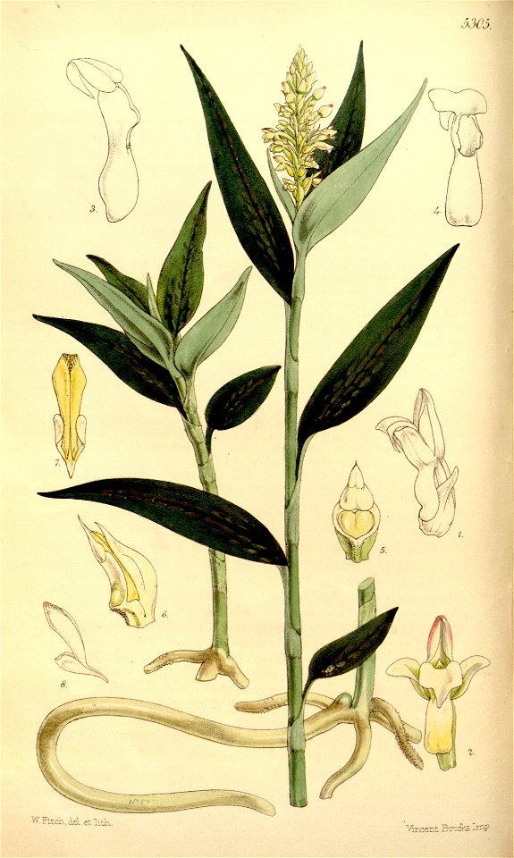 Platythelys maculata (as Physurus maculatus) - Curtis' 88 (Ser. 3 no. 18) pl. 5305 (1862)