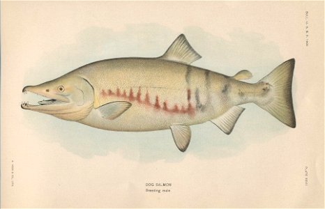 Plate XXVII-Dog Salmon Breeding Male