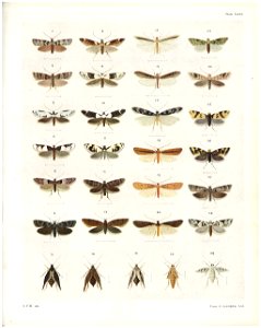 Plate XXXI The butterflies & moths of New Zealand