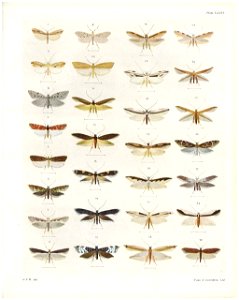 Plate XXXVI The butterflies & moths of New Zealand