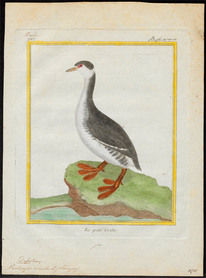 Podiceps auritus - 1700-1880 - Print - Iconographia Zoologica - Special Collections University of Amsterdam - UBA01 IZ17800075