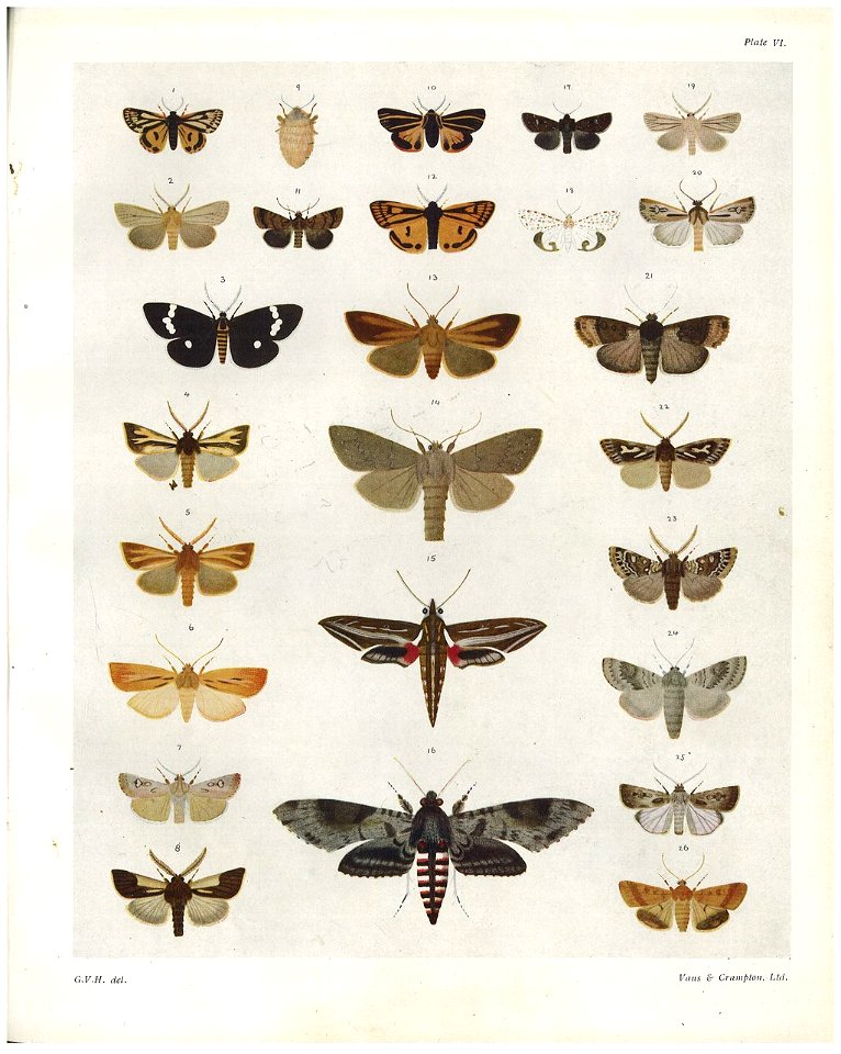 Plate VI The butterflies & moths of NZ