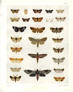 Plate VI The butterflies & moths of NZ