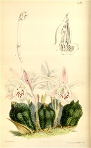 Pleione praecox (as Coelogyne reichenbachiana and Pleione reichenbachiana) - Curtis' 95 (Ser. 3 no. 25) pl. 5753 (1869)