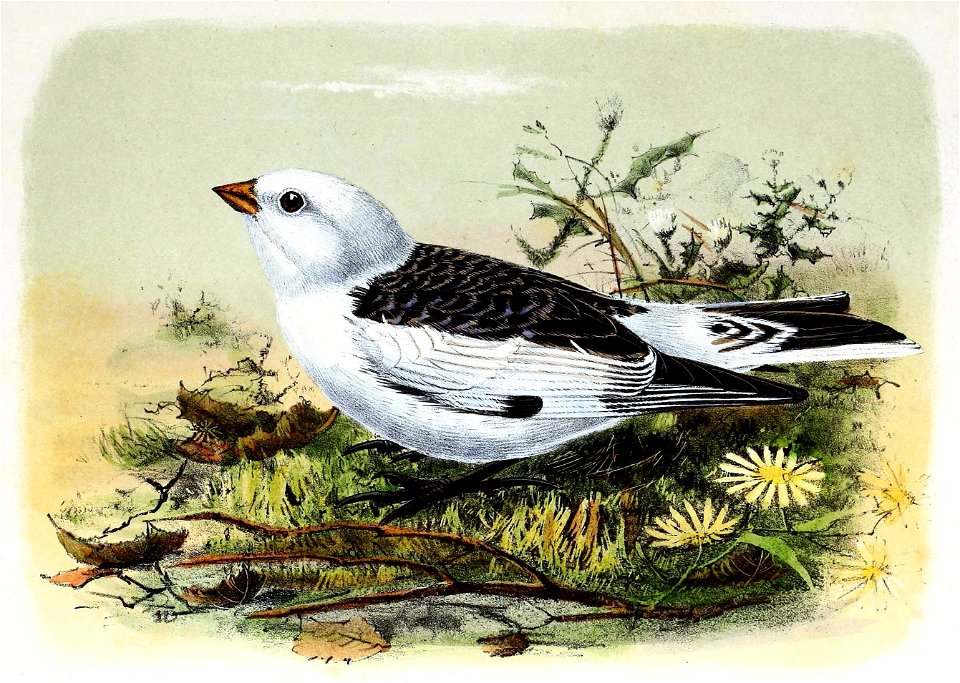 Plectrophenax nivalis 1873