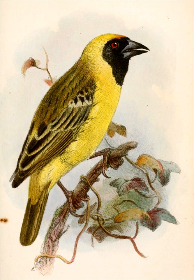 Ploceus velatus 1868