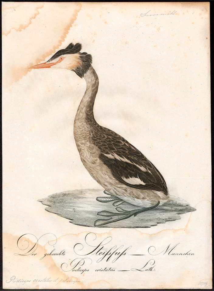Podiceps cristatus - 1800-1812 - Print - Iconographia Zoologica - Special Collections University of Amsterdam - UBA01 IZ17800035