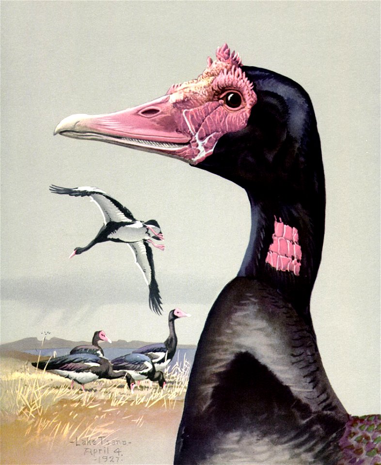 Plectropterus gambensisEYP02CA