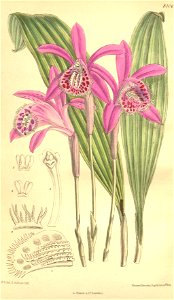 Pleione yunnanensis - Curtis' 132 (Ser. 4 no. 2) pl. 8106 (1906)