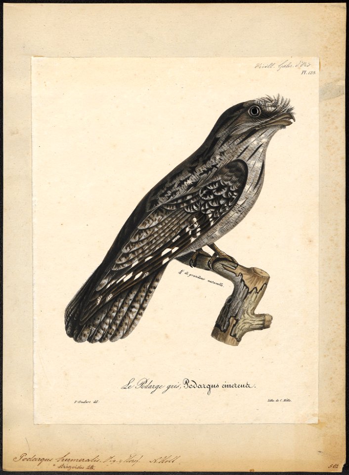 Podargus strigoides - 1825-1834 - Print - Iconographia Zoologica - Special Collections University of Amsterdam - UBA01 IZ16700005