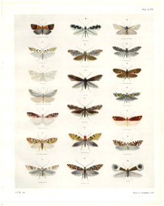 Plate XLVII The butterflies & moths of New Zealand