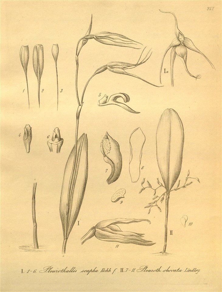 Pleurothallis sirene (as Pleurothallis scapha) and Anathallis obovata (as Pleurothallis obovata) - Xenia 3-247 (1892)