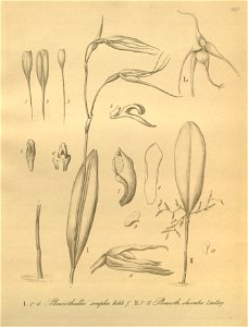 Pleurothallis sirene (as Pleurothallis scapha) and Anathallis obovata (as Pleurothallis obovata) - Xenia 3-247 (1892). Free illustration for personal and commercial use.