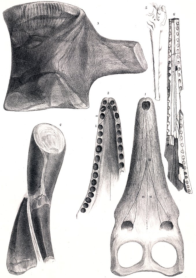 Plesiosuchus