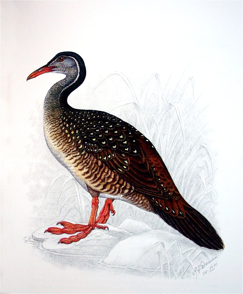 Podica senegalensis00