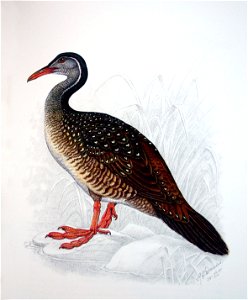 Podica senegalensis00