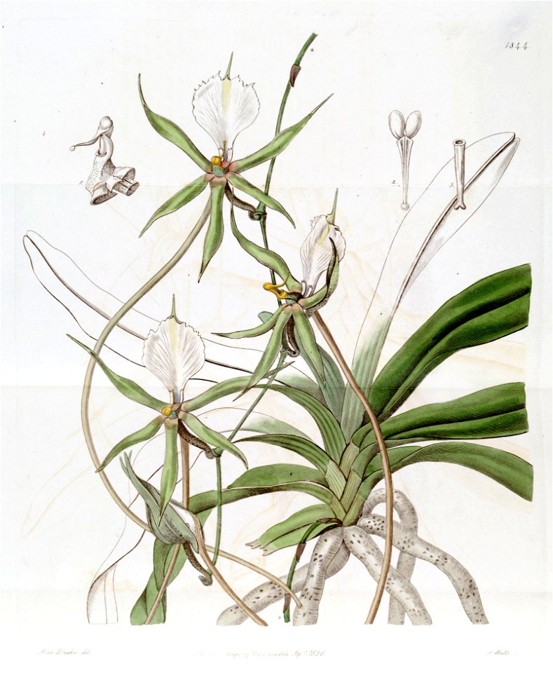 Plectrelminthus caudatus (as Angraecum caudatum) - Edwards vol 22 pl 1844 (1836)
