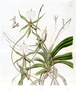 Plectrelminthus caudatus (as Angraecum caudatum) - Edwards vol 22 pl 1844 (1836). Free illustration for personal and commercial use.
