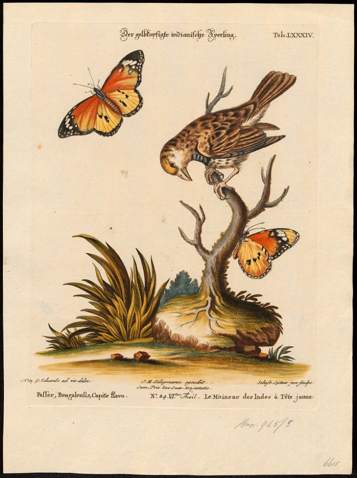 Ploceus bengalensis - 1700-1880 - Print - Iconographia Zoologica - Special Collections University of Amsterdam - UBA01 IZ15900047