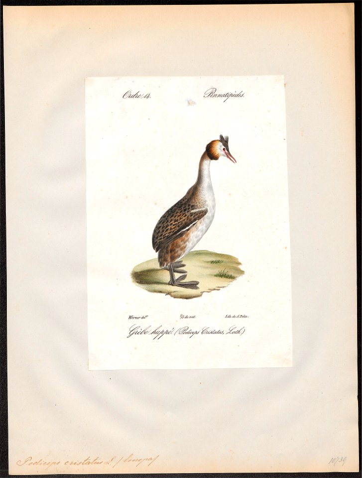 Podiceps cristatus - 1842-1848 - Print - Iconographia Zoologica - Special Collections University of Amsterdam - UBA01 IZ17800039