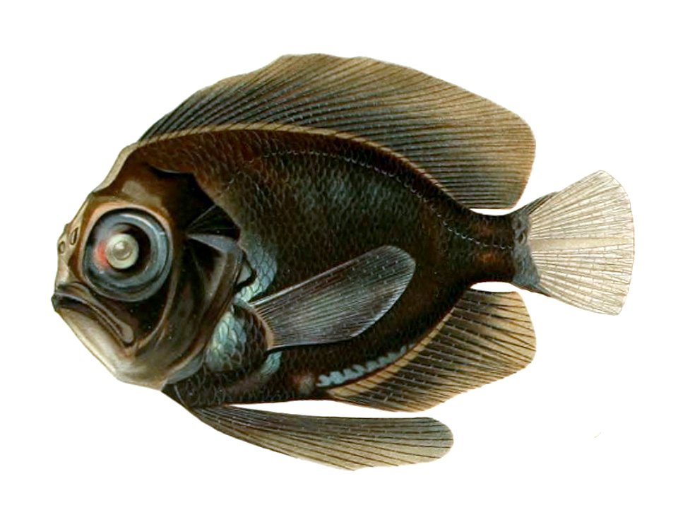 Platyberyx opalescens